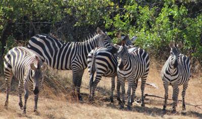 3-Day Akagera National Park Wildlife Safari — 3