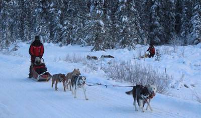 Yukon Dog Mushing Adventure — 3