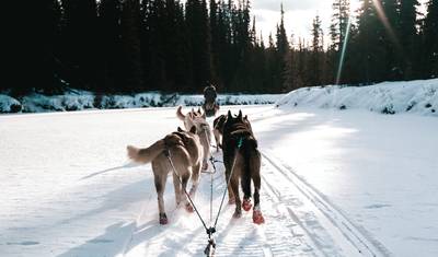 Yukon Dog Mushing Adventure — 2
