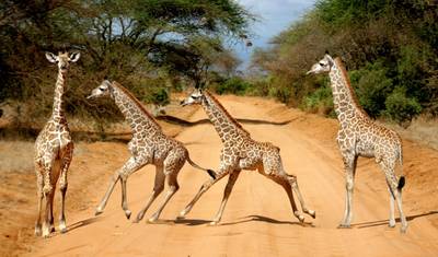 Mombasa Rendezvous, Private Tour (On Request) — 5