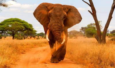 Safari Simba, Serena Lodges - Tour Privado — 2