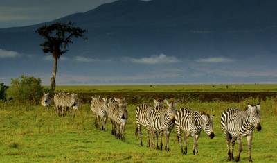 Safari Simba, Serena Lodges - Tour Privado — 4