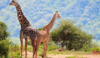 Safari Simba, Serena Lodges - Tour Privado — 3