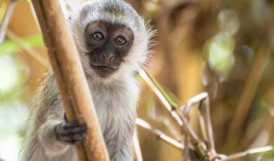 Kilimanjaro to Mombasa, Private Tour — 4