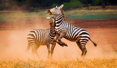 Kilimanjaro to Mombasa, Private Tour — 2