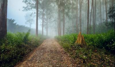 شاطئ وتلال شمال Kerala (Calicut, Wayanad & Kannur) — 4