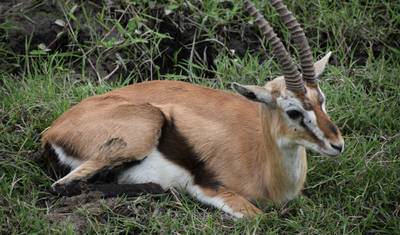 Safari Fotográfico Exclusivo de 14 Dias no Quênia e Tanzânia com Ali – Aventura de Luxo em Vida Selvagem e Fotografia — 5