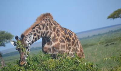 10 Days Ultimate Kenya Migration Lodge Safari – Wildebeest Migration & Big Five — 4