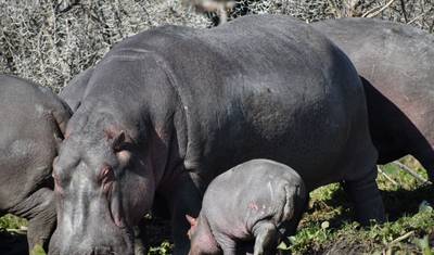 11-dniowe Prywatne Całoroczne Safari Migracyjne - Kenia i Tanzania — 4