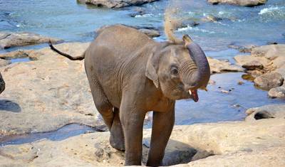 Sri Lanka 8 Days Itinerary — 2