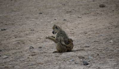 رحلة سفاري فاخرة في نزل كينيا لمدة 8 أيام — 5