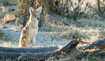 Safári de 4 Dias em Boteti, Moremi Game Reserve e Khwai — 3