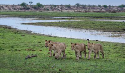 Safári de 5 Dias em Boteti, Reserva de Caça Moremi e Khwai — 4