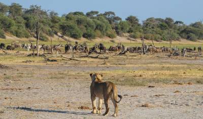 Safári de 5 Dias em Boteti, Reserva de Caça Moremi e Khwai — 5
