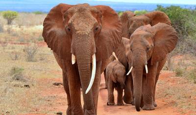 7-dniowe safari budżetowe: Masai Mara, Jezioro Nakuru, Jezioro Naivasha i Amboseli — 5