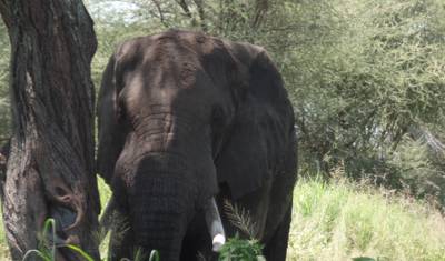 4-dniowe budżetowe safari przygodowe po Lake Nakuru i Masai Mara — 2