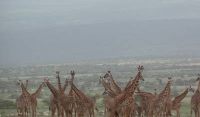 4-dniowe budżetowe safari przygodowe po Lake Nakuru i Masai Mara — 4