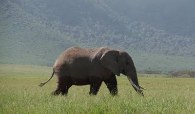 4-dniowe budżetowe safari przygodowe po Lake Nakuru i Masai Mara — 5