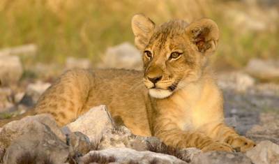 Aventura de Safári em Etosha, Autoguiada — 4