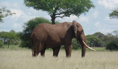 Safari de 11 Dias no Quênia e Tanzânia para a Época de Nascimento dos Gnus — 4
