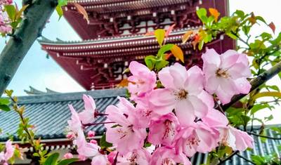 VIAGEM PELA ROTA DOURADA DO JAPÃO — 5