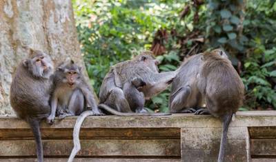 Bali i Gili – Najważniejsze atrakcje, Prywatna wycieczka — 4