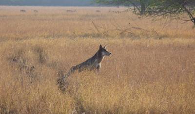 India Wildlife Safari Tour — 2