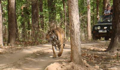 India Wildlife Safari Tour — 3