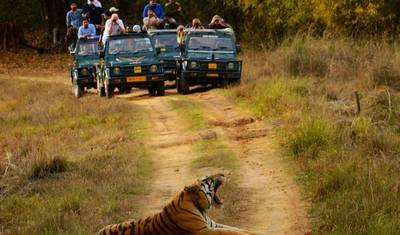 India Wildlife Safari Tour — 4