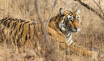 インドの遺産と野生動物ツアー — 3