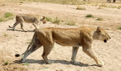 8 أيام في منتزه ميكومي الوطني، ومنتزه رواها الوطني، ومنتزه نيريري الوطني (محمية سيلوس) – أفضل ما في جنوب تنزانيا. — 5