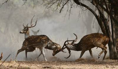 Rajasthan Heritage Tour — 4