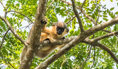 North East India Monastic and Wildlife Tour — 2