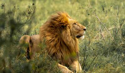 PRIVATE Wildebeest Calving Safari, Tanzania, January to March **Sustainable Approach to Travel — 2