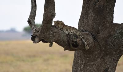 Klasyczne safari Big Five w Tanzanii **Zrównoważone podejście do podróży** — 2