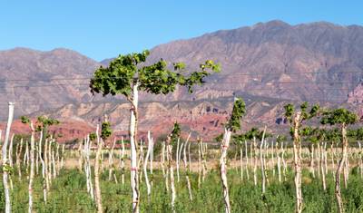 4 Dias em Salta: Vale de Humahuaca e Vinícolas de Cafayate — 2