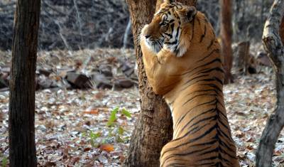 Tiger Safari & Marvelous Monuments of India — 4