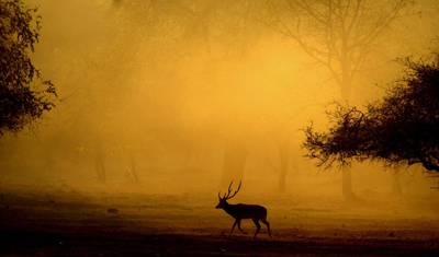 Tiger Safari & Marvelous Monuments of India — 5