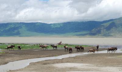 11-Day Best of Tanzania Big 5 Wildlife Safari & Zanzibar Beach Holidays — 4