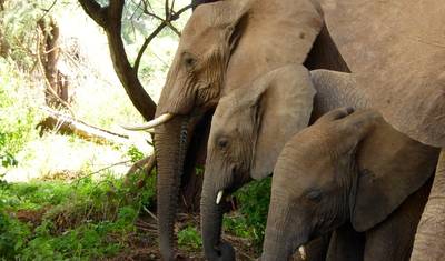 11-Day Best of Tanzania Big 5 Wildlife Safari & Zanzibar Beach Holidays — 5