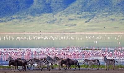 7 Dni Klasyczne Safari w Tanzanii — 3