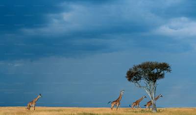 7 Dni Klasyczne Safari w Tanzanii — 5