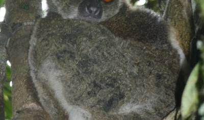 The Eastern Madagascar wonder — 3