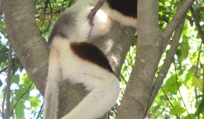 The Eastern Madagascar wonder — 4
