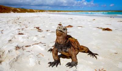 5 Dni na Wyspach Galapagos: San Cristobal i Santa Cruz — 3