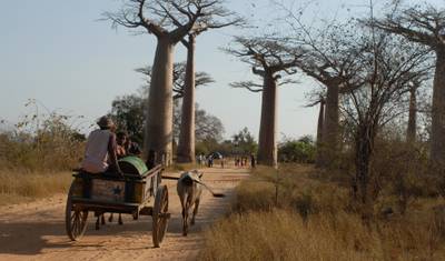 Exploring Baobabs tour — 3