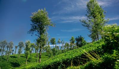 5 Days in Sri Lanka — 4