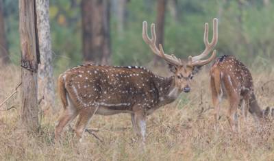 JabalpurからKanha National Parkへの雄大な野生動物ツアー — 2