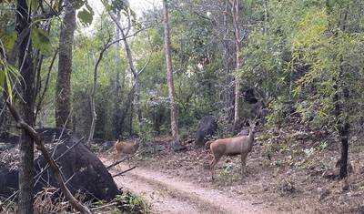 JabalpurからKanha National Parkへの雄大な野生動物ツアー — 4