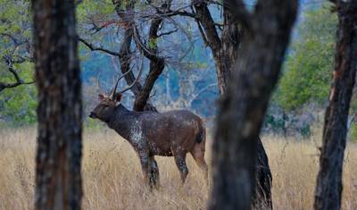 JabalpurからKanha National Parkへの雄大な野生動物ツアー — 5
